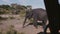 Amazing view from inside safari car, giant mature wild elephant digging the ground looking for food in summer savanna.