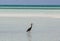 Amazing view of lonely bird walking in the ocean at Cayo Coco island, Cuba, on sunny day