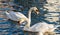 Amazing view, love swans. Two Swans Cygnus olor are swimming on the Vistula river in Krakow