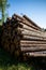 Amazing view of a pile of wooden logs on blue sky background