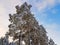 Amazing view of pine tree crown in snow on blue sky background.