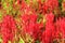 Amazing view of red Cockscomb flowers blooming in the garden at sunny summer