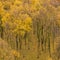 Amazing view of Silver Birch forest with golden leaves in Autumn Fall landscape scene of Upper Padley gorge in Peak District in