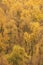 Amazing view of Silver Birch forest with golden leaves in Autumn Fall landscape scene of Upper Padley gorge in Peak District in