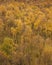Amazing view of Silver Birch forest with golden leaves in Autumn Fall landscape scene of Upper Padley gorge in Peak District in