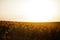 Amazing view of sunflower field in sunet