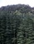 Amazing view of the tall cedar trees in Mcleodganj
