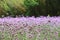 Amazing view of verbena flowers