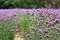 Amazing view of verbena flowers blooming in the garden