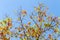 Amazing viewpoint autumm idyllic leaves yellow and orange