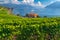 Amazing vineyards on the shore of the lake Geneva  Switzerland