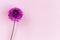 Amazing violet Dahlia flower on a pink pastel background