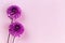 Amazing violet Dahlia flowers on a pink pastel background