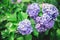 Amazing violet Hydrangea flowers in a summer garden