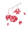 Amazing watercolor illustration of red barberries without leaves for beautiful and healthy, medical design on white