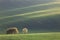 Amazing waves of hills and green and blossom trees - fresh green