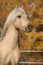 Amazing welsh pony of cob type stallion