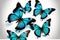 Amazing white-backed common morpho butterflies