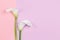 Amazing white Calla Lilies flower on a pink and violet pastel background