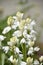 Amazing White Flowering Bell Flowers in a Garden