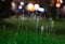 Amazing white flowers in grass - at  night  in Moscow oblast
