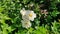 Amazing white flowers on a sunny day in spring