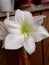 Amazing white lily flower with red ribbon