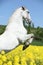 Amazing white lipizzaner prancing in spring