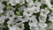 Amazing white petunia flower background.