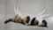 Amazing white spotted fluffy cat lies on side along wall