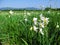 Amazing white wild daffodils on a meadow in the background of a mountain landscape