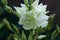 Amazing white Yucca flowers with green leaves background. Yuccas plant bush in the garden.Dark and moody summer backdrop