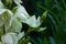 Amazing white Yucca flowers with green leaves background. Yuccas plant bush in the garden.Dark and moody summer backdrop