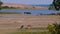 Amazing wide shot wildlife scenery, several wild animal groups of antilopas and bulls at national park savanna landscape