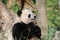 Amazing Wild Giant Panda Bear with a Bamboo Shoot