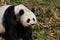 Amazing Wild Giant Panda Bear in a Grass Field