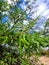 Amazing Wild Mesquite Tree Bean Pods  Cluster  Fluffy White Clouds Sky Scene  Nature Foliage Photography