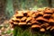 Amazing wild mushrooms on a forest stump in autumn