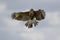 Amazing wildlife. Harris hawk bird of prey feeding on the wing a