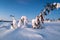 Amazing winter landscape on hedmarksvidda in innlandet county norway