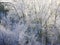 Amazing winter landscape of sparkling frozen trees