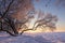 Amazing winter nature landscape at colorful sunset. Tree with hoarfrost in warm sunlight. Foggy and frosty evening with bright sun