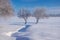 Amazing winter scenery with bare trees covered by frost on snowy meadow under blue sky