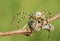 Amazing yellow and black stripped spider argiope bruennichi during a meal in a forest glade during summer