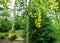 Amazing yellow blossoms of Laburnum anagyroides tree in Japanese garden in France