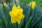 Amazing Yellow Daffodils flower field in the morning sunlight