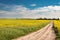 Amazing yellow field of in summer