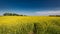 Amazing yellow field of in sunny day