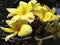 Amazing yellow flowers of Plumieria Scop or Plumeria a genus of flowering plants in the dogbane family, Apocynaceae