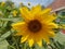 Amazing yellow petals and brown central part of the sunflower around with green leaves